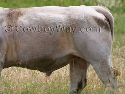 The hairy sheath on a bull