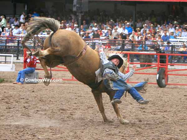 A bronc rider has difficulty getting free of his bronc