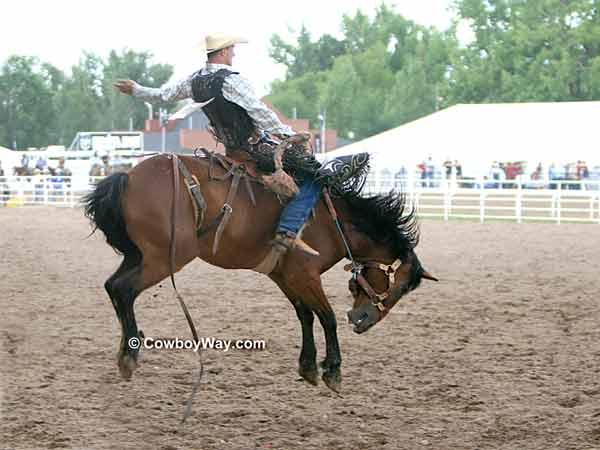 A saddle bronc rider Saddle bronc riding