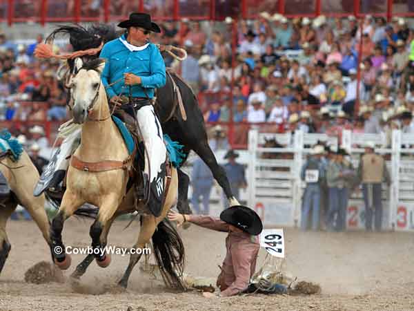 A saddle bronc rider falls next to the pick up horse A saddle bronc rider falls next to the pick up horse