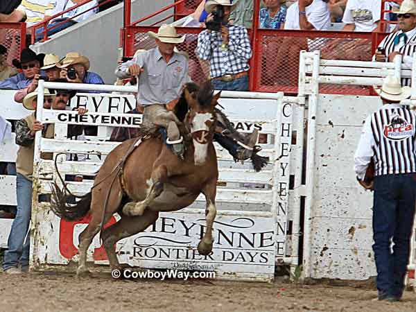 A saddle bronc rider A saddle bronc rider