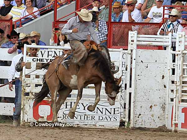 A saddle bronc rider