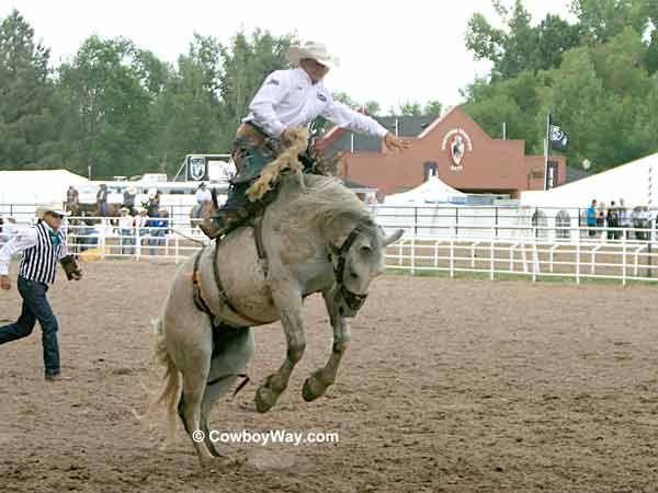 A gray saddle bronc bucks at the Cheyenne Frontier Days Rodeo