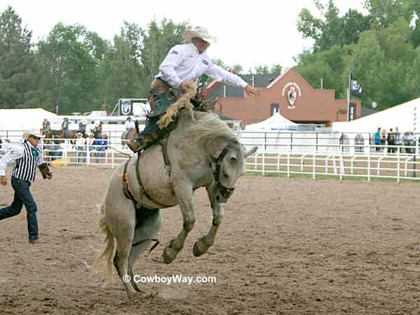 A gray saddle bronc bucks at the Cheyenne Frontier Days Rodeo A gray saddle bronc bucks at the Cheyenne Frontier Days Rodeo