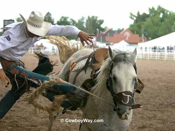 Saddle bronc rider gets bucked off Saddle bronc rider gets bucked off