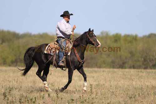 Chops Pasture Roping, 10-01-11 - Photo 13