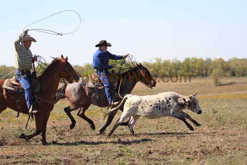 Chops Pasture Roping, 10-04-12 - Photo 36