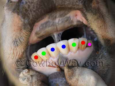 Cow teeth misrepresenting age