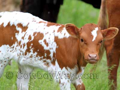 A Longhorn calf with beautiful colors