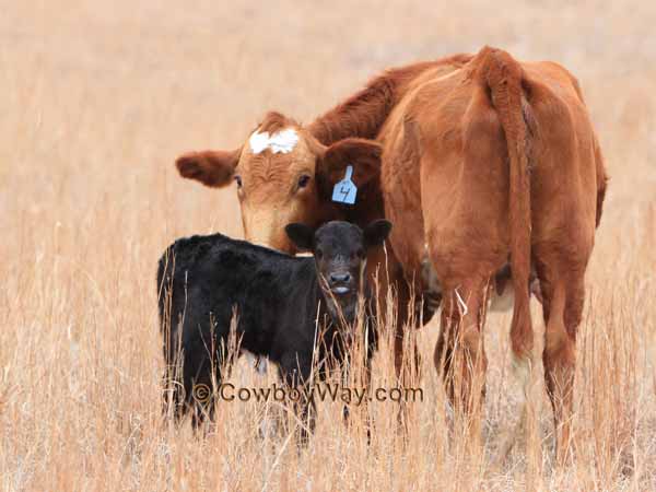 A Brahma/Angus cross cow with her calf