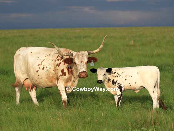 Longhorn cow and calf