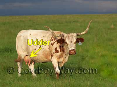 A look at a cow's udder