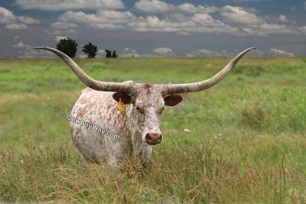 A Longhorn cow in summer pasture