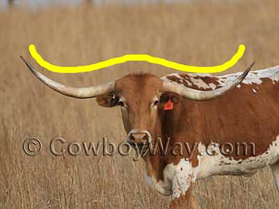 Measuring a cow skull around the horns