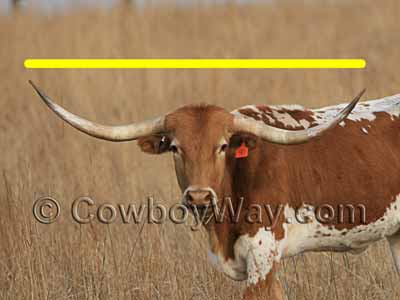 Measuring a cow skull tip to tip