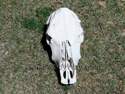A cow skull lying in short grass