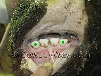 Cow teeth age 3