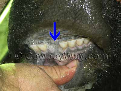 Cow teeth age: Broken mouth
