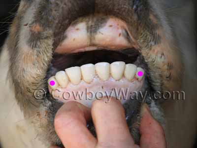 Cow teeth: Age five years