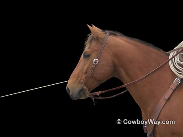 A cow horse holds a rope