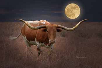 Longhorn cow