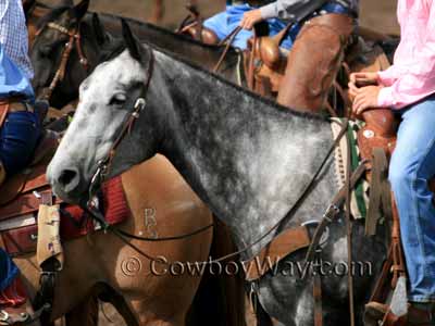 Dapple gray horse coat