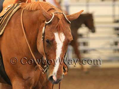 Double ear headstall on a horse