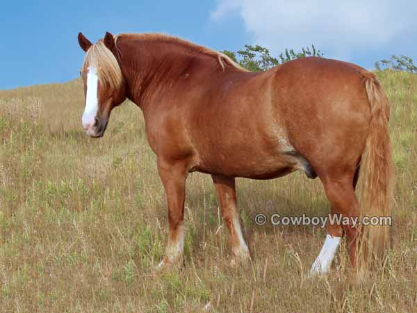 A retired half-Belgian draft horse in a pasture