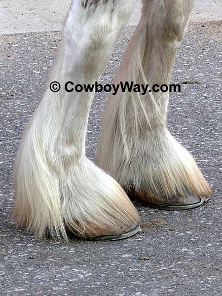 Draft horse feathers and spats