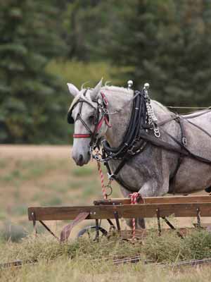 A gray Percheron draft horse pulls in harness