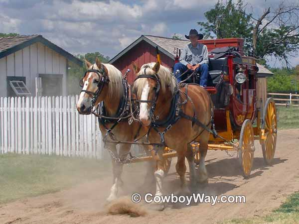 Draft horses