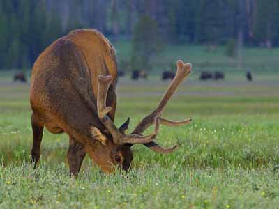 A bull elk