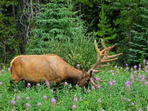 An elk with antlers