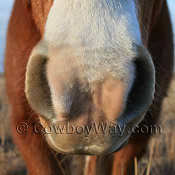 A horse's prehensile lip