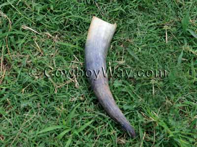 A cow or steer horn used to make a flag boot
