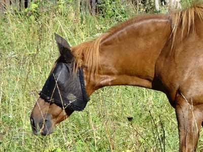 Horse fly mask with padding