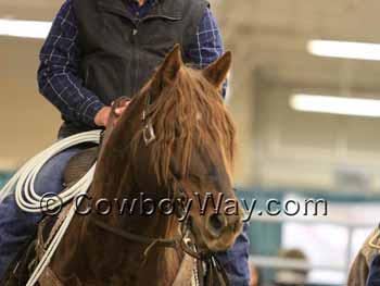 A horse's forelock