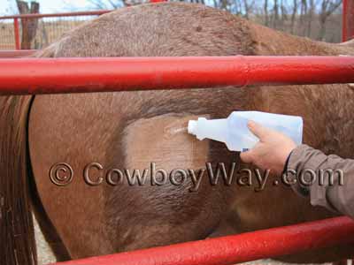 Soaking the horse's skin with 99% alcohol