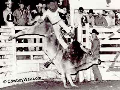 Black and white bull riding picture