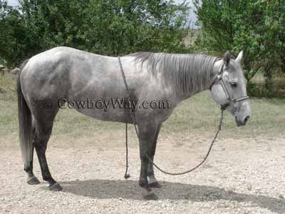 Horse picture from a slight forward angle