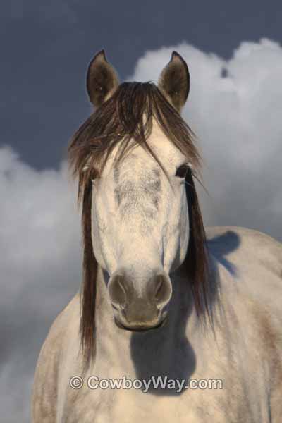 A gray mustang mare