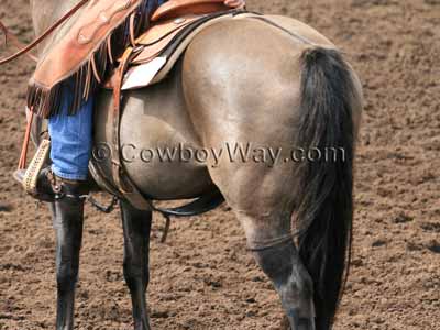 Grulla horse color