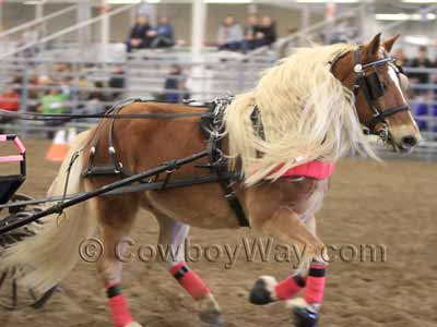 A Haflinger in harness