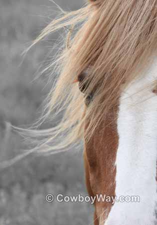 A horse face close up