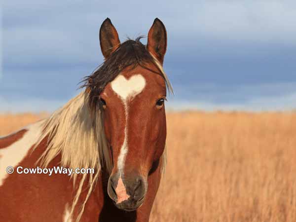 A Paint horse with a heart-shaped star