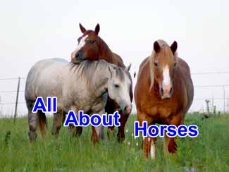 Horse Information