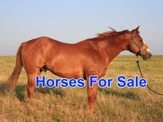 Free horse classifieds