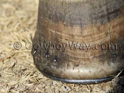 Horse hoof before conditioner