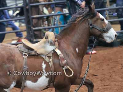 A modern bronc riding saddle without a saddle horn