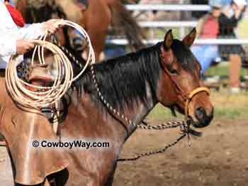 A bosal on a roan horse